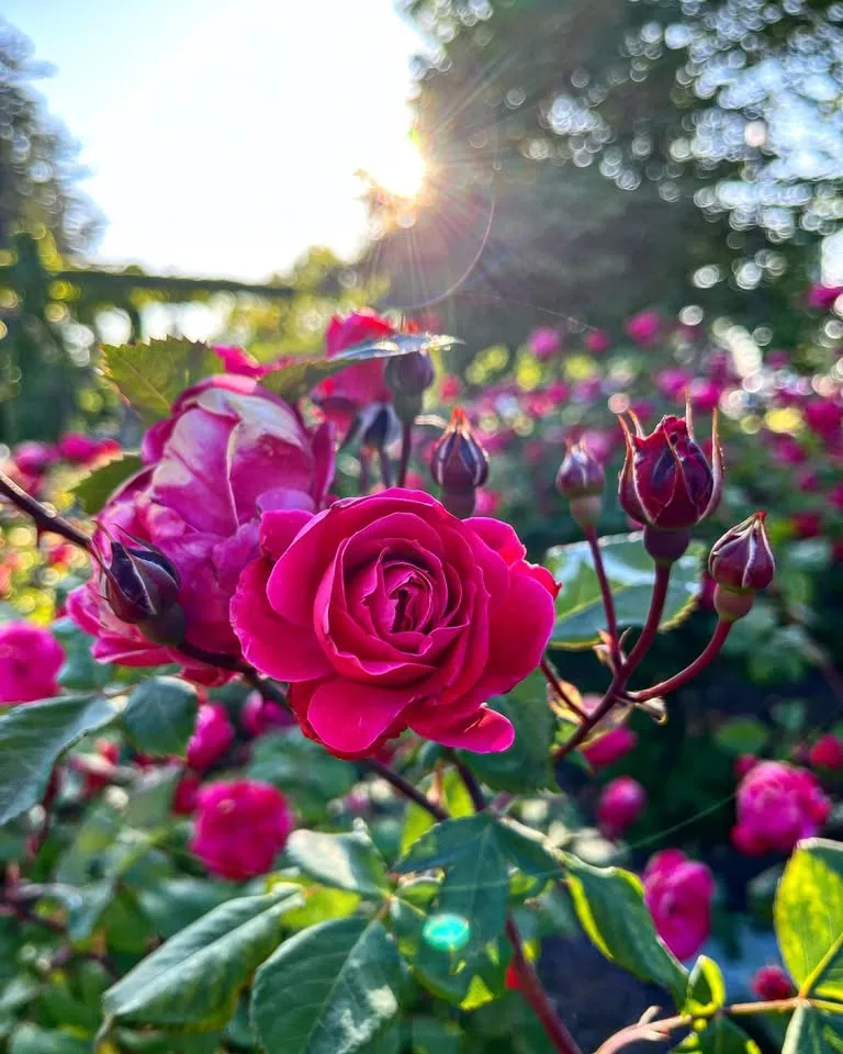 Pink roses and buds