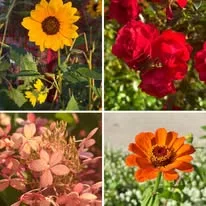 Close-up of sunflowers, roses, and other blooms